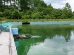 【ニジマス釣り】松原湖キャンプ場つり堀でニジマス釣り！の写真のサムネイル写真6