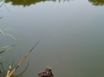 西城沼公園で小物釣り！！！の写真のサムネイル写真1