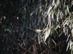 冬の巾着田にいた鳥の写真のサムネイル写真4