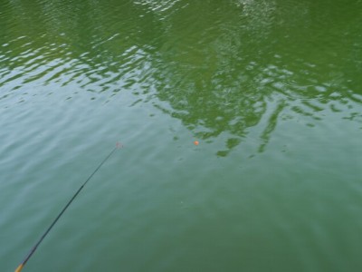 北本総合公園で小物釣り！の写真6