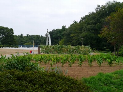 埼玉県農林公園で、収穫体験！の写真8