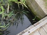 【ザリガニ釣り】高須賀池公園でザリガニ釣り！の写真のサムネイル写真1