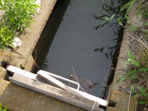 【ザリガニ釣り】高須賀池公園でザリガニ釣り！の写真5