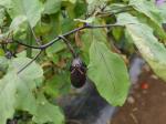 【収穫体験】埼玉県農林公園で、梨、ナス、ピーマン、ミニトマトの収穫体験！の写真のサムネイル写真17