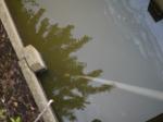 【ザリガニ釣り】川里中央公園でザリガニ釣り！ part2の写真のサムネイル写真15