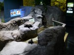 さいたま水族館の写真のサムネイル写真64