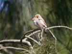 キャンベルタウン野鳥の森の写真のサムネイル写真26