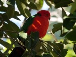 キャンベルタウン野鳥の森の写真のサムネイル写真29