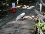 大宮公園小動物園の写真のサムネイル写真16
