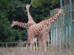 埼玉県こども動物自然公園の写真のサムネイル写真123