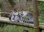 埼玉県こども動物自然公園の写真のサムネイル写真129