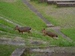 埼玉県こども動物自然公園の写真のサムネイル写真135