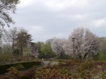 東松山ぼたん園の写真のサムネイル写真10