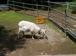 宝登山小動物公園の写真のサムネイル写真5