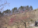 宝登山梅百花園の写真のサムネイル写真1