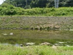 槻川の河原2の写真のサムネイル写真4