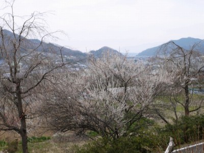 神泉カタクリの里（飯盛山）の写真25
