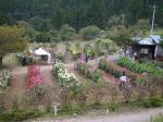 両神山麓 花の郷 ダリア園の写真のサムネイル写真1