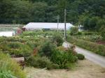 両神山麓 花の郷 ダリア園の写真のサムネイル写真3