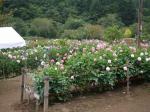 両神山麓 花の郷 ダリア園の写真のサムネイル写真4