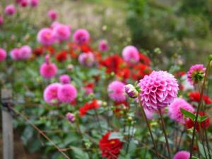 両神山麓 花の郷 ダリア園の写真8