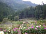 両神山麓 花の郷 ダリア園の写真のサムネイル写真17