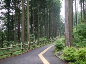 埼玉県 県民の森の写真4