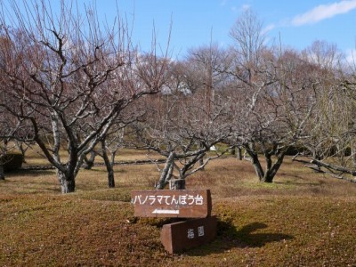 岩本山公園の写真9