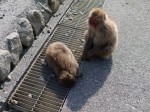 野猿の波勝崎苑の写真のサムネイル写真2