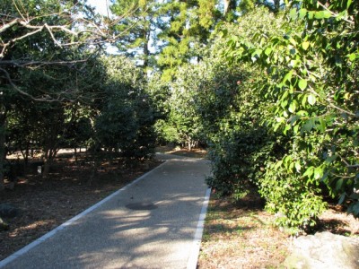 小室山公園つばき園の写真4