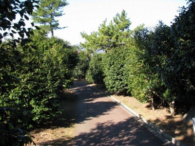 小室山公園つばき園の写真6