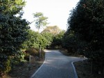 小室山公園つばき園の写真のサムネイル写真9
