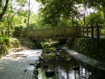柿田川公園の写真のサムネイル写真45
