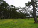 沼津御用邸記念公園の写真のサムネイル写真9