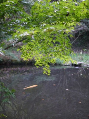 駿河平自然公園の写真28