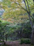 駿河平自然公園の写真のサムネイル写真28