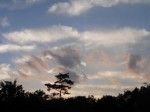 駿河平自然公園の写真のサムネイル写真31