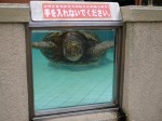 下田海中水族館の写真のサムネイル写真1