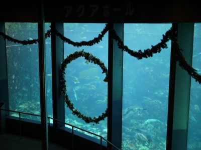 下田海中水族館の写真11