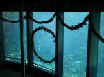 下田海中水族館の写真のサムネイル写真10