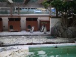 下田海中水族館の写真のサムネイル写真18