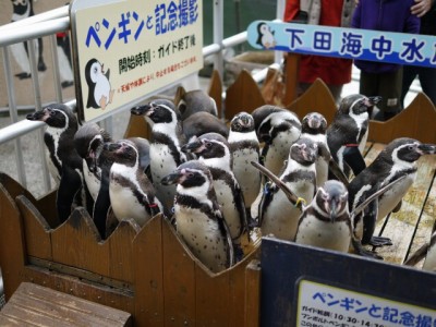 下田海中水族館の写真21