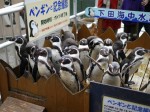 下田海中水族館の写真のサムネイル写真20