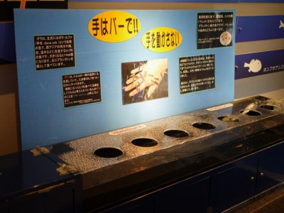 下田海中水族館の写真22
