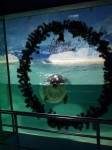 下田海中水族館の写真のサムネイル写真22