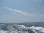 石廊崎岬めぐり遊覧船の写真のサムネイル写真18