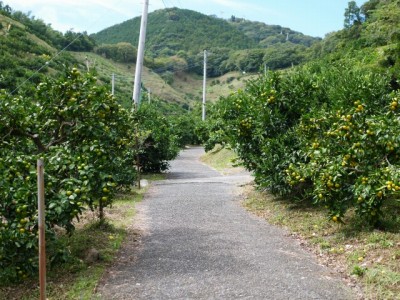小坂みかん共同農園の写真3