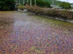 小坂清水池親水公園の写真のサムネイル写真4