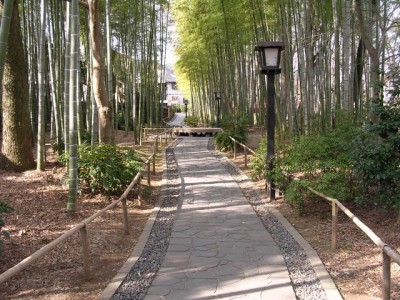 竹林の小径の写真