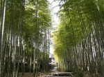 竹林の小径の写真のサムネイル写真2